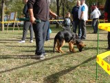 CACIB ADA