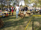 CACIB ADA