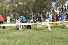 CACIB ADA